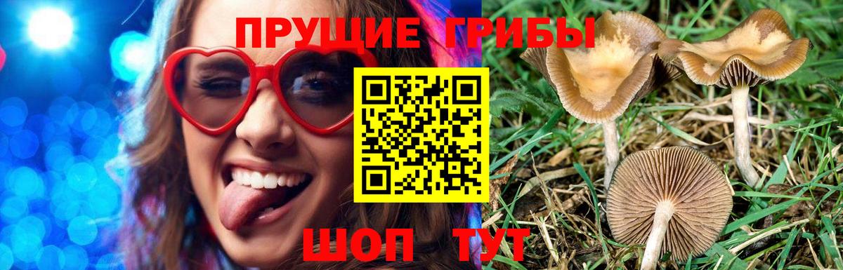 Псилоцибиновые грибы Psilocybine cubensis Клинцы